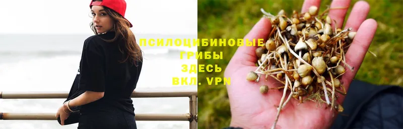 Галлюциногенные грибы Psilocybe  hydra рабочий сайт  Белоозёрский  цена  